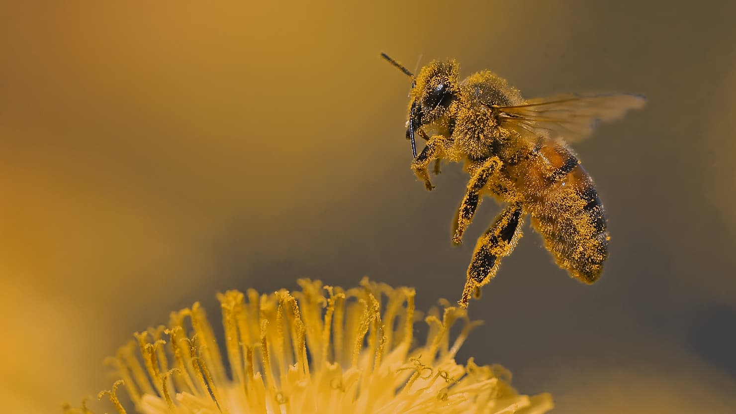 Bie som samler nektar fra blomst i norsk natur