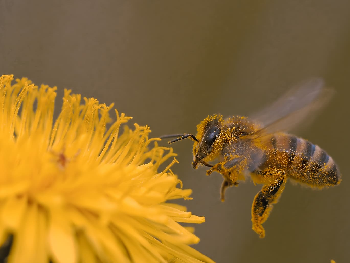 Bie som samler nektar fra en blomst i norsk natur