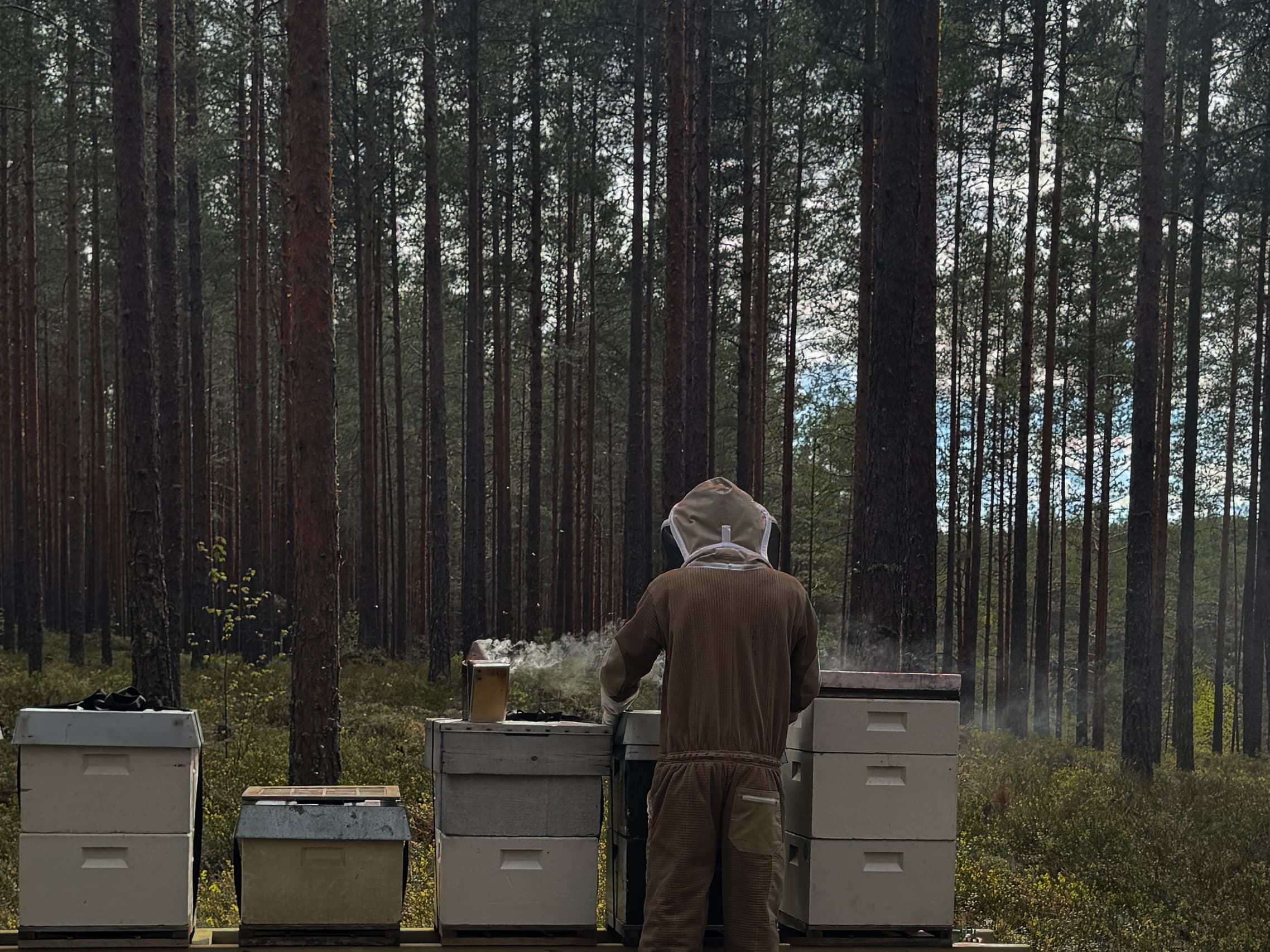 Birøkter som forsiktig høster honningtavler fra bikuben