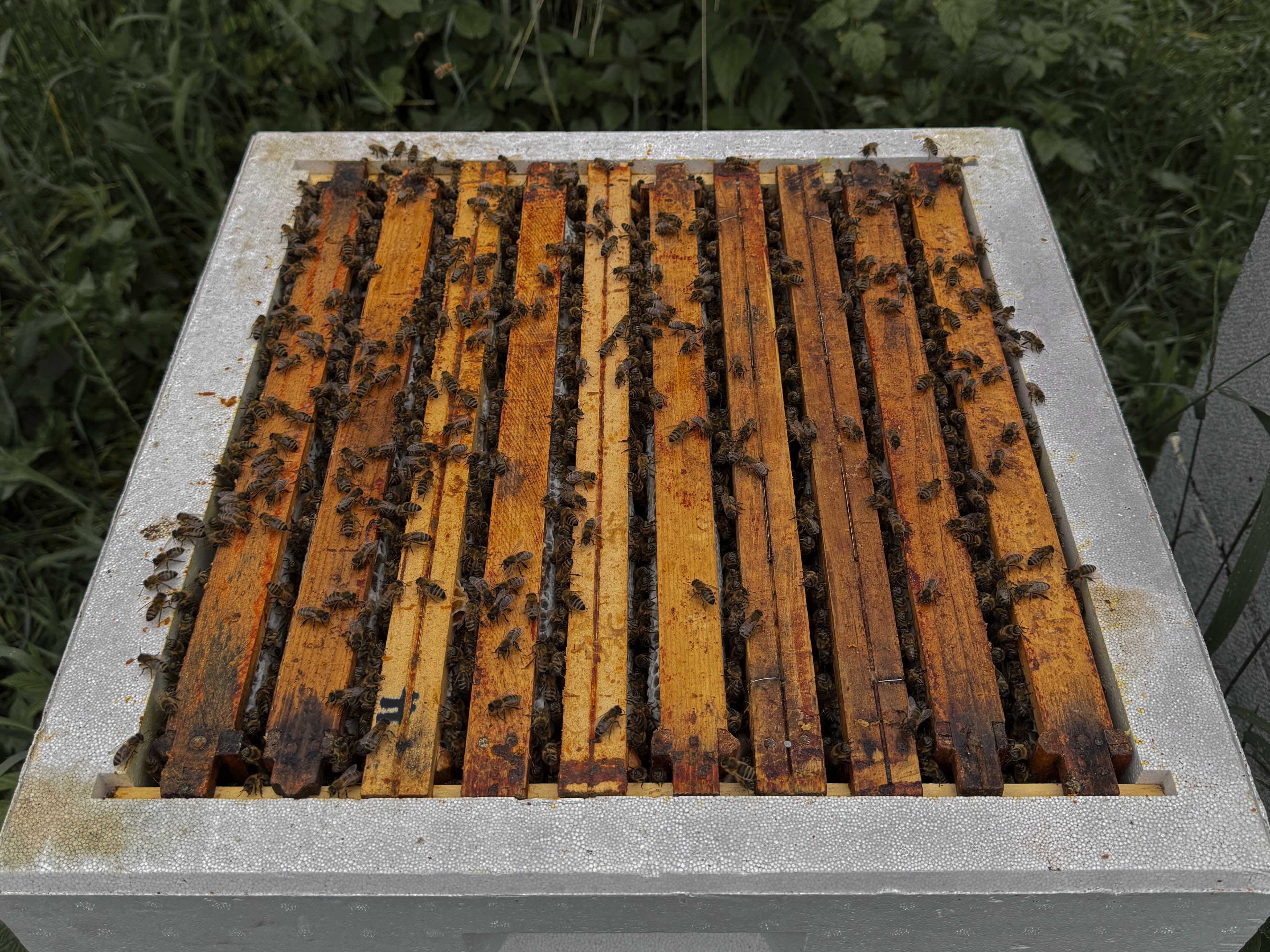 Bikube med bier som arbeider med honningproduksjon