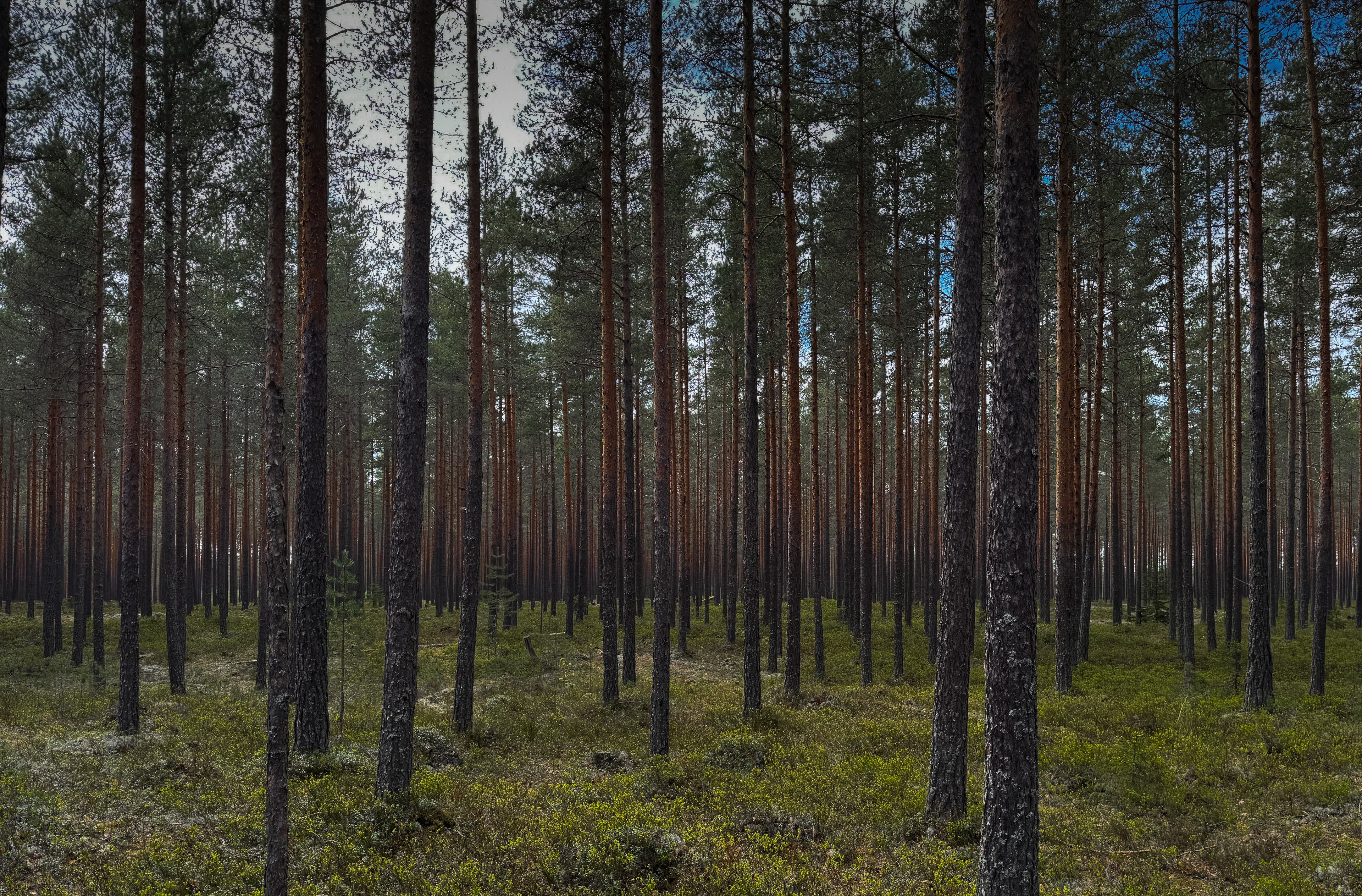 Landskap fra Ringerike-området