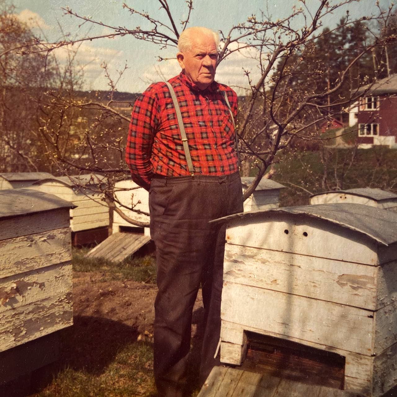 Tippoldefar ved bikubene i Ringerike, ca. 1940-tallet